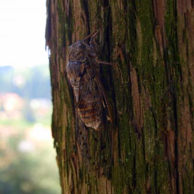 Cicada